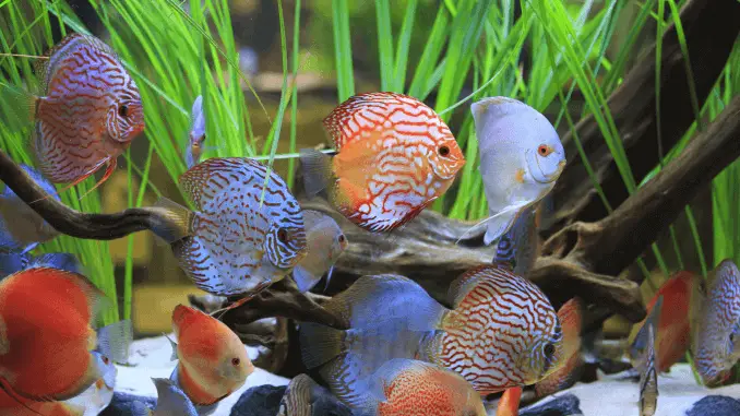8 Beginner Fishkeeping Mistakes Banner