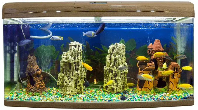 fish tank cost