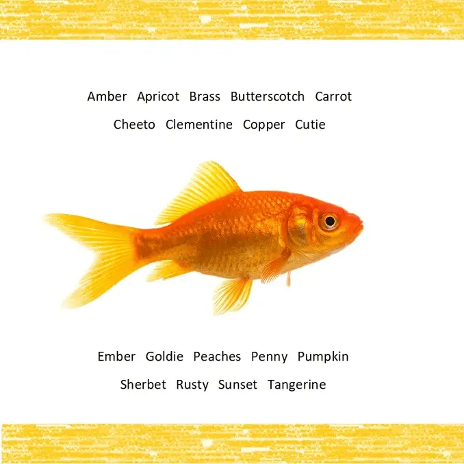 Orange Fish Names