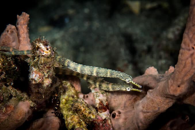 Pair of Pipefishes