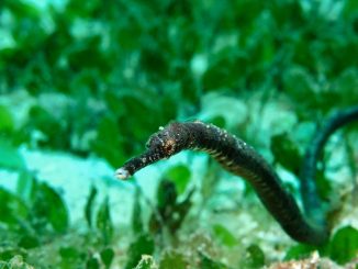 Double ended Pipefish