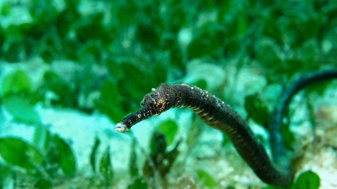 Double ended Pipefish