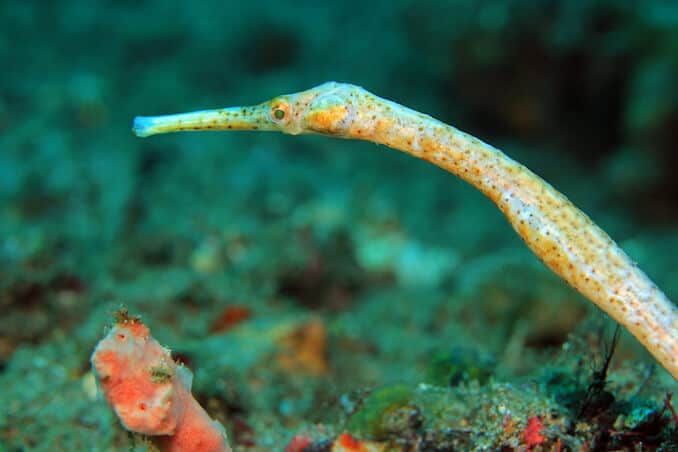 Pipefish Species