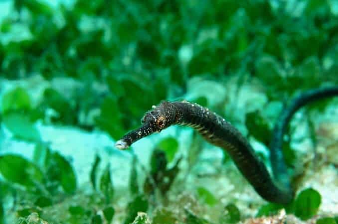 Double ended Pipefish