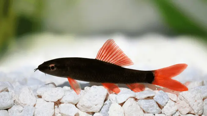 Rainbow Shark Care Guide, Feeding, Size, and Tankmates Banner Rainbow shark care, feeding, size, tank mates, and breeding