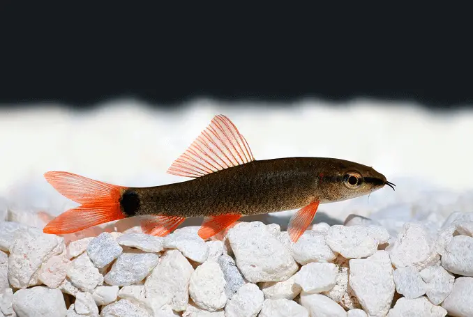 A colorful rainbow shark in a decorated aquarium