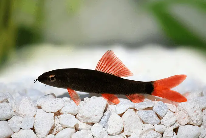 A small rainbow shark swimming near the substrate in its tank