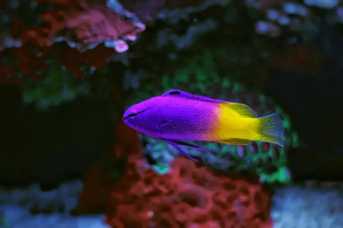 Royal Gramma Female