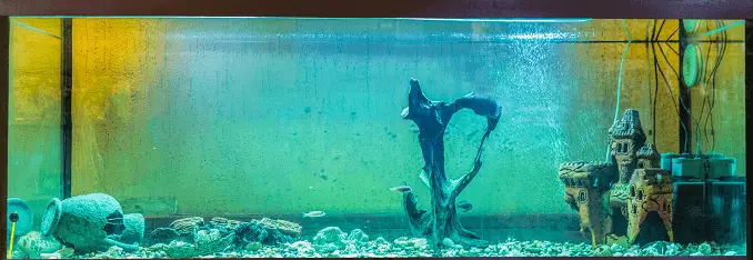 Aquariums Algae