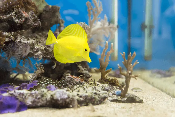 Saltwater Fish in Aquarium