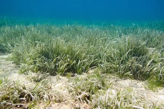 Seagrass