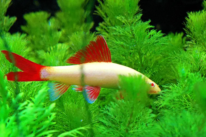 An albino rainbow shark swimming among Java ferns