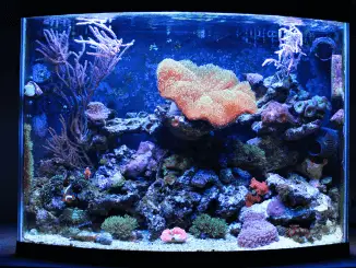 what makes the perfect cichlid tank fishkeeping world