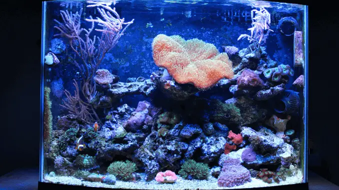 10 things you shouldn t put in your fish tank fishkeeping world