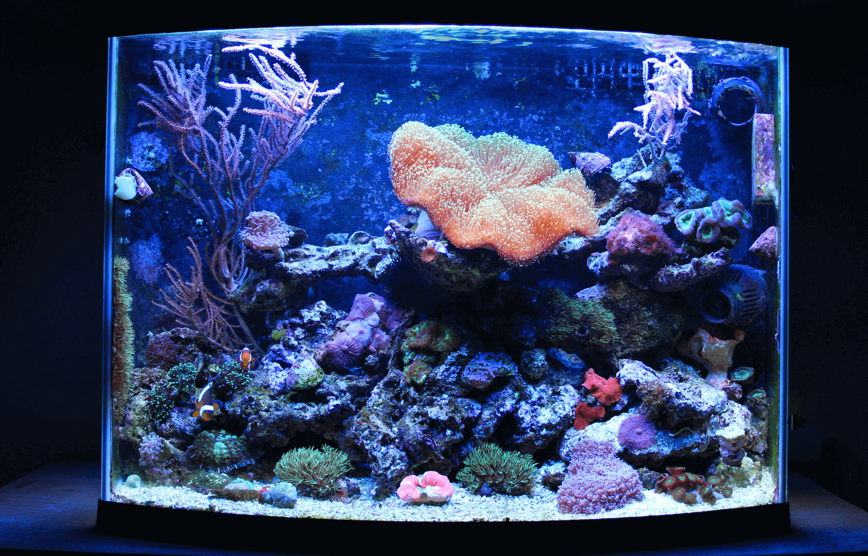 coral in freshwater fish tank