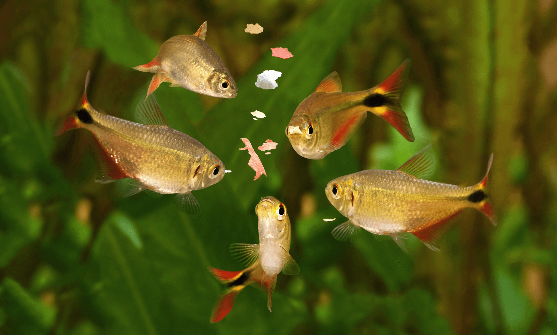 live food for aquarium fish