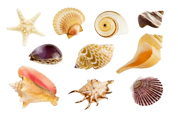 Shells in Aquarium