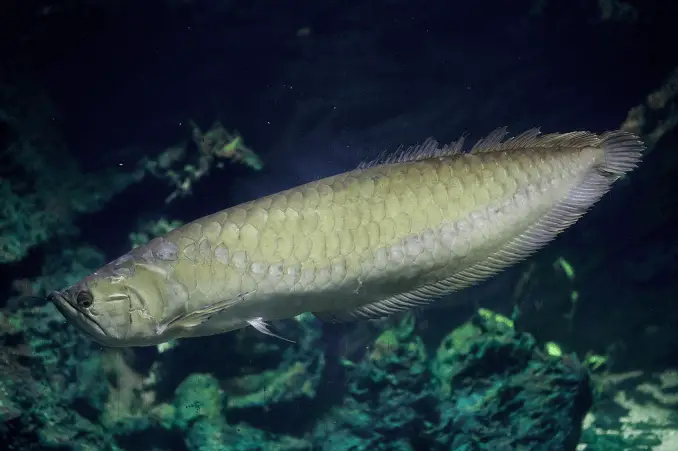 Silver Arowana Apperance