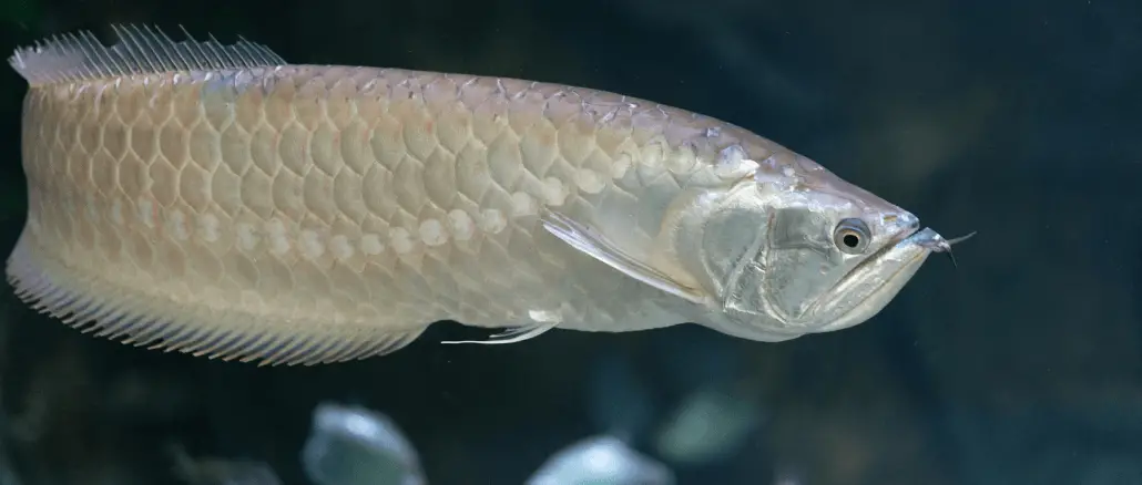 arowana fish tank