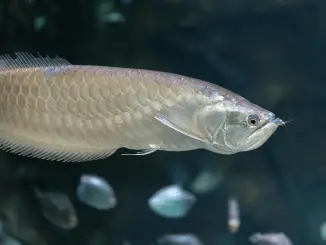 Silver Arowana Care Guide, Tank Size, Diet and More Banner