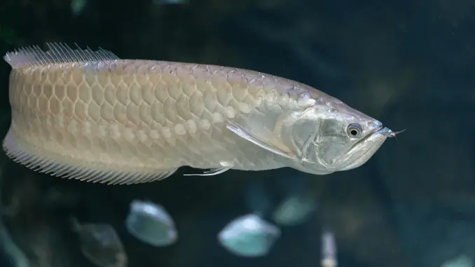 Silver Arowana Care Guide, Tank Size, Diet and More Banner