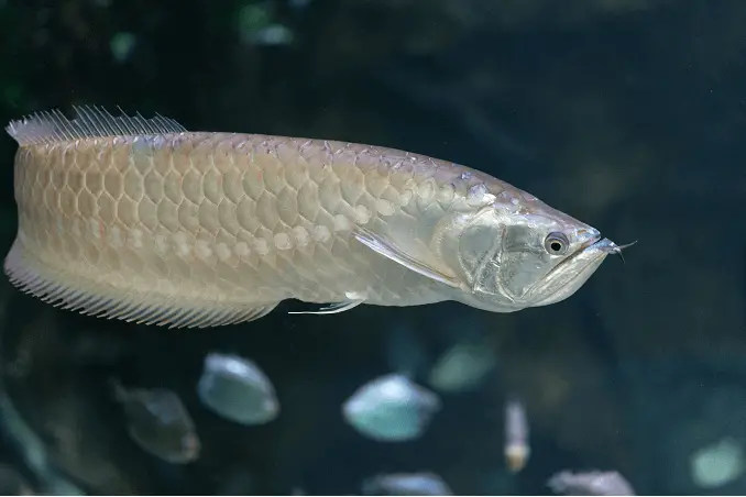 Silver Arowana Swimming