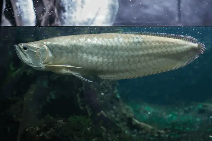 Silver Arowana in Tank