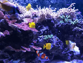 21 Beginner Aquarium Mistakes Bank