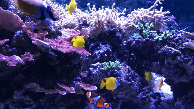 21 Beginner Aquarium Mistakes Bank