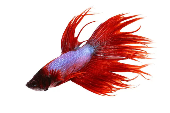 Behavior Crowntail Betta