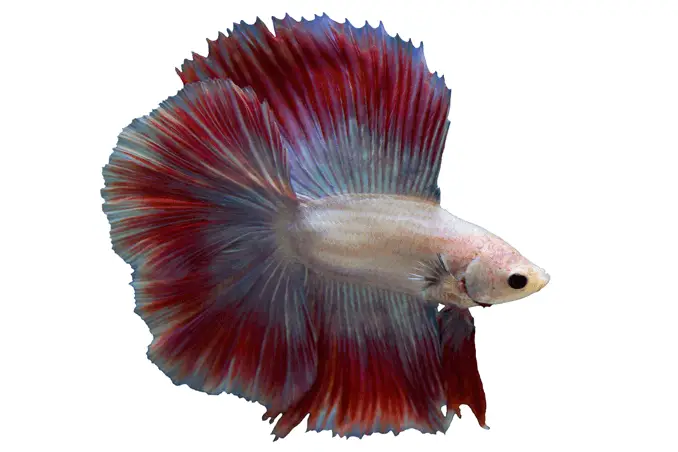 Betta Tank Requirements