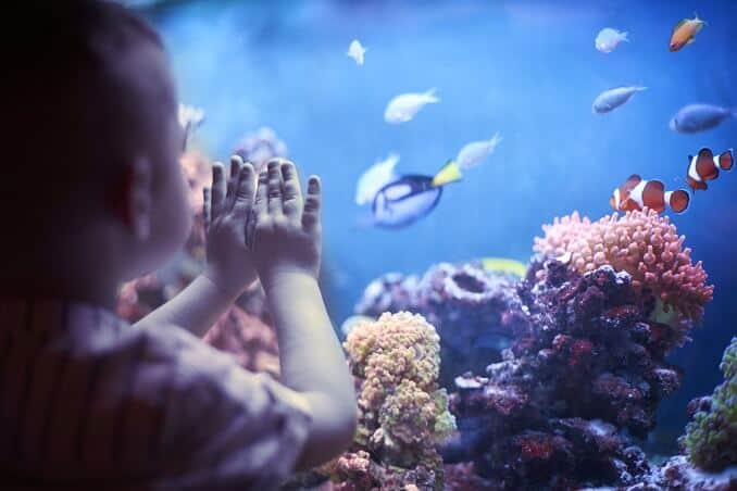 Little boy in the aquarium