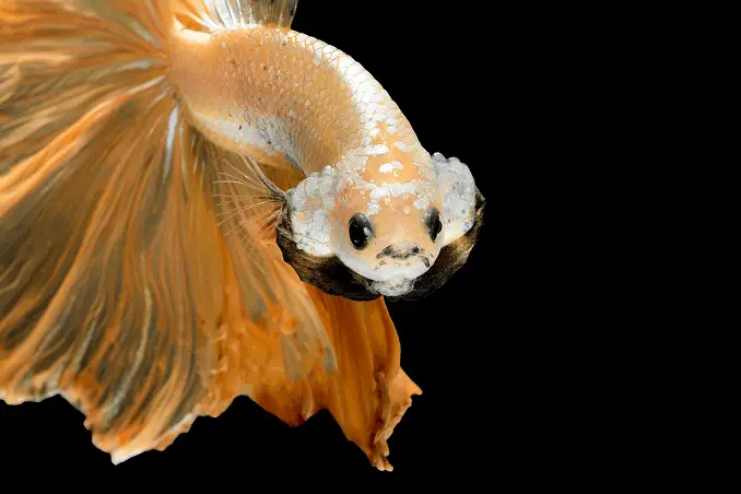 white dragon king crown betta fish for sale