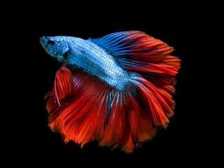 Crowntail Betta Care Guide, Lifespan, Facts and Compatibility Banner