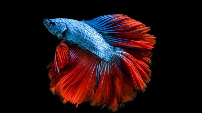 Siamese Fighting Fish Compatibility Chart