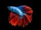 Crowntail Betta Care Guide, Lifespan, Facts and Compatibility Banner