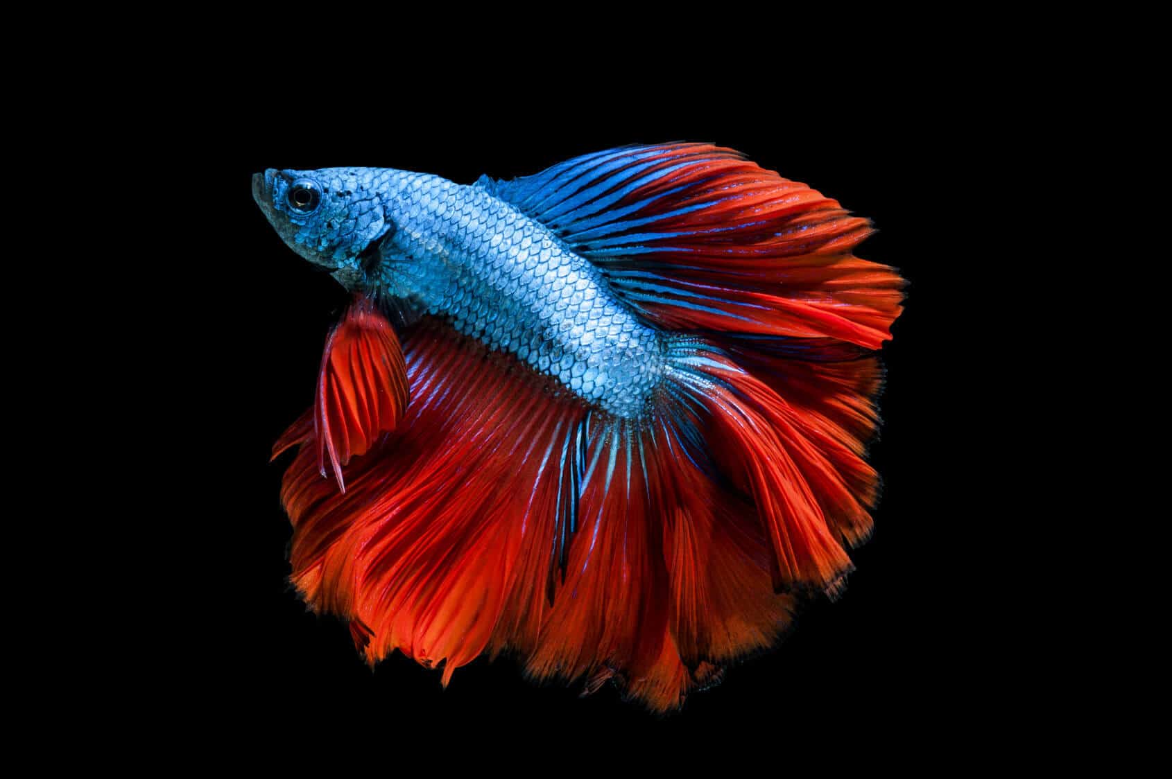 king crowntail betta