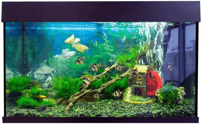 fish and aquarium stores near me