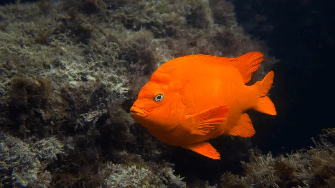 Garibaldi Fish The California State Fish Banner