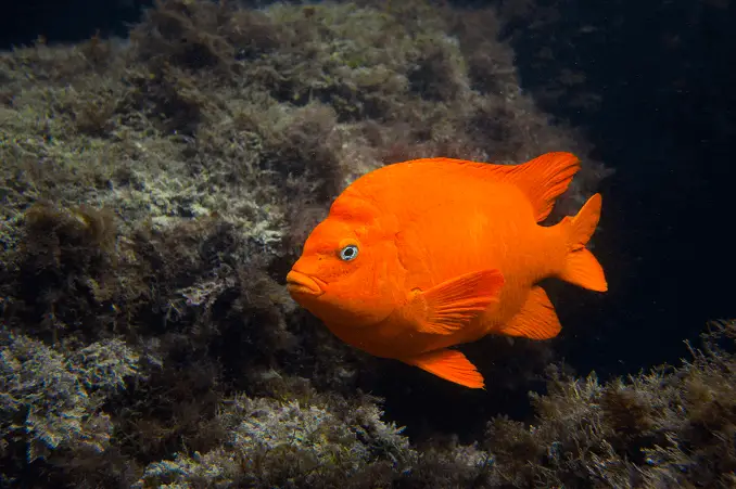 Garibaldi Fish