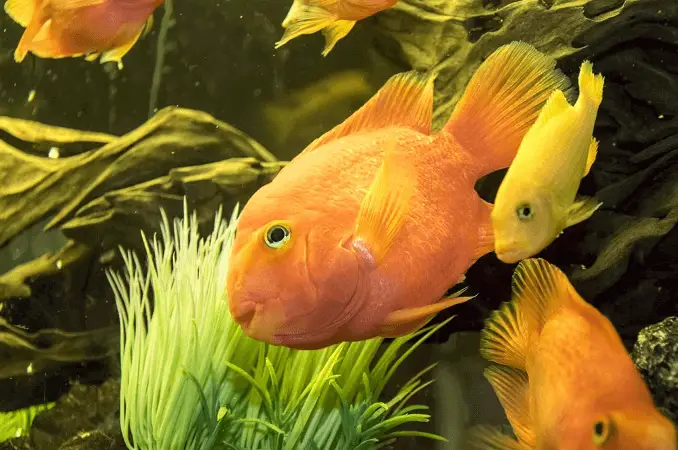 Garibaldi et autres poissons