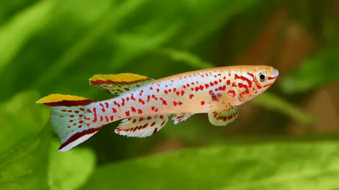Killifish Species, Tank Conditions, Diet and Breeding Banner Killifish Species,
