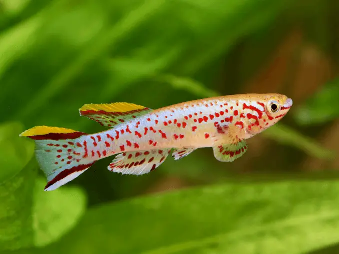 The Complete Guide to Clown Killifish Care | Fishkeeping World