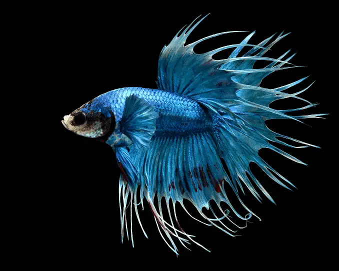 white dragon king crown betta fish for sale