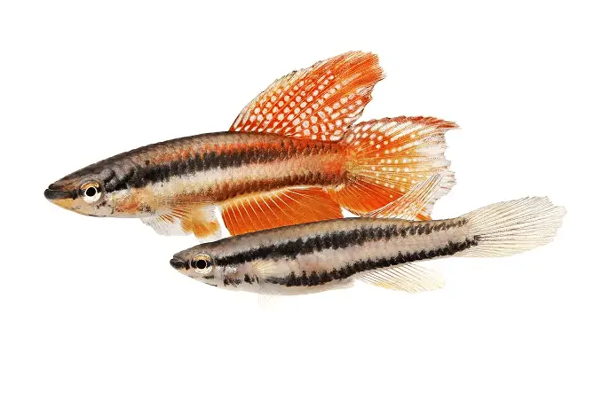 Pair of Lagos Red Killifish