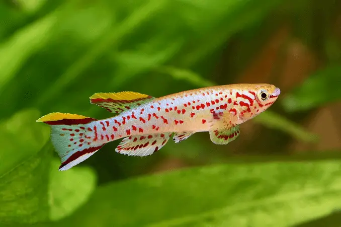 white freshwater aquarium fish