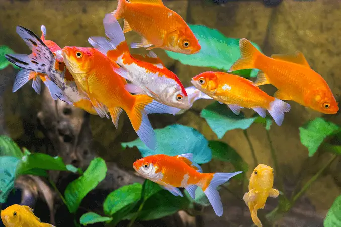 Can you have too many fish in a small aquarium?
