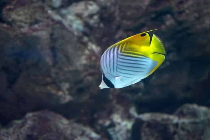 Auriga Butterflyfish