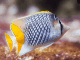 Butterflyfish Complete Guide Banner