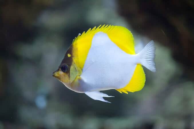 Butterflyfish